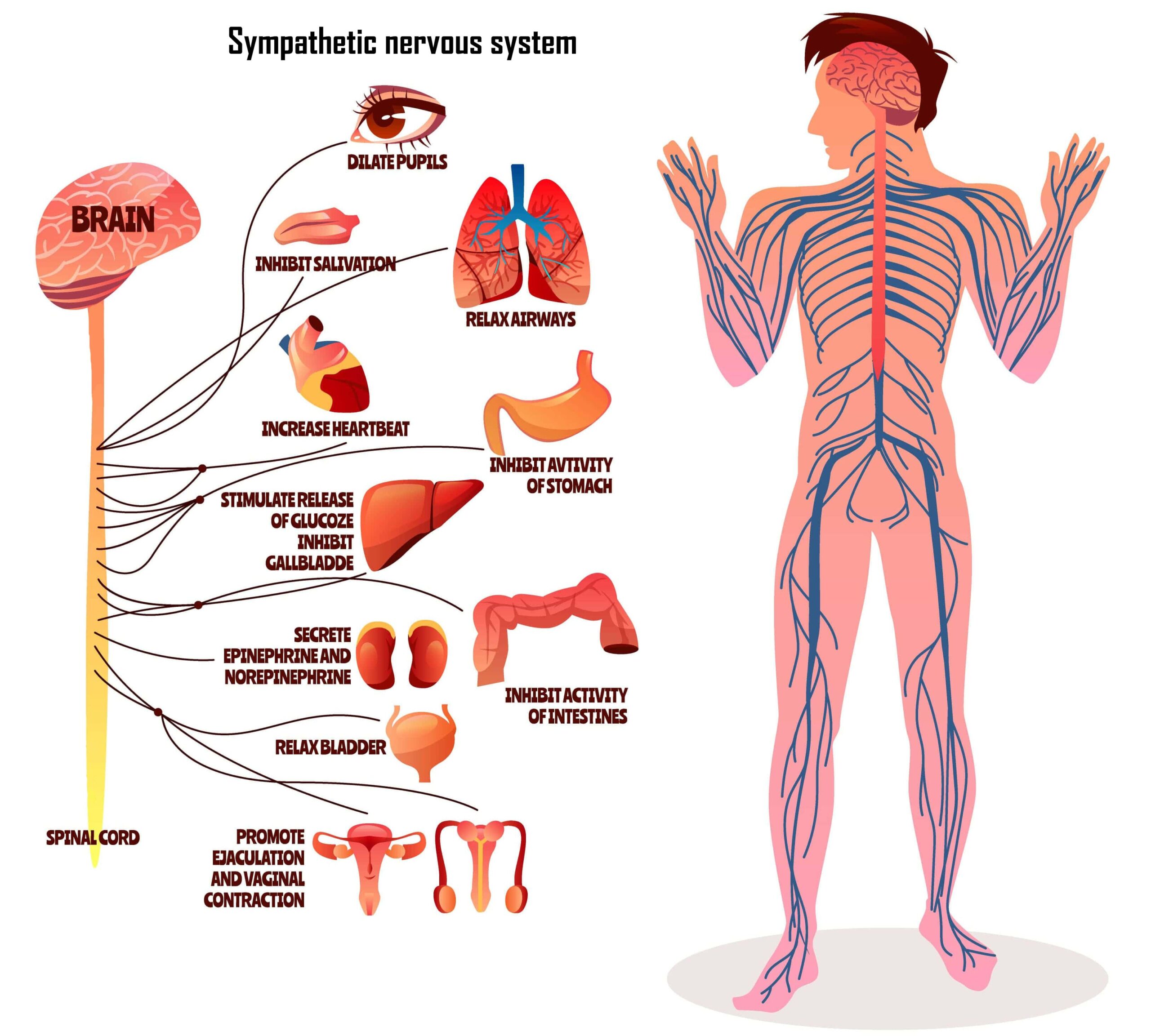 Sympathetic nervous system