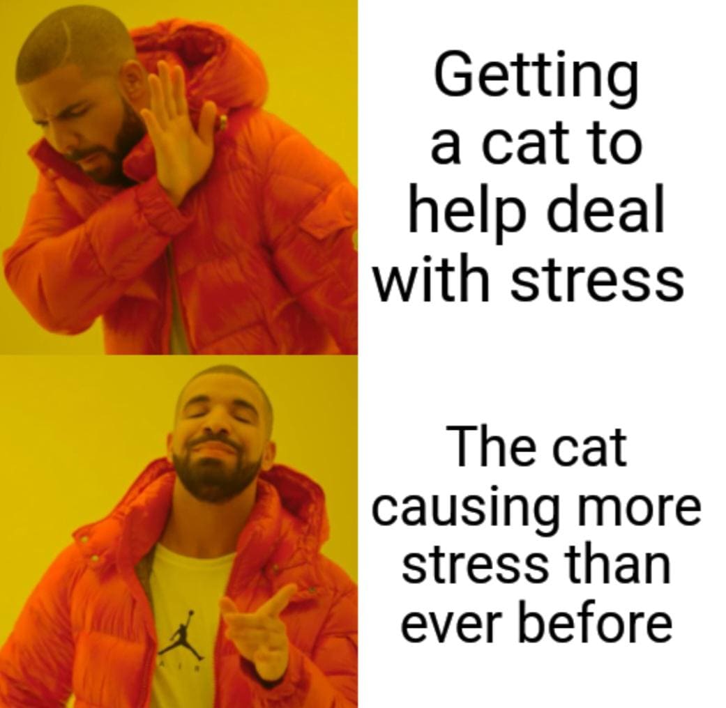 Stress meme Gettng a cat to help deal with stress vs The cat causing more stress than ever before