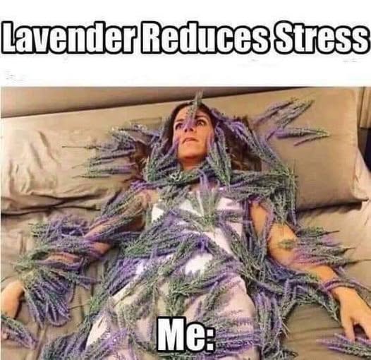 Stress meme Lavender reduces stress Me -