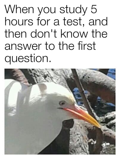 Stress meme When you study 5 hours for a test, and then don't know the answer to the first question