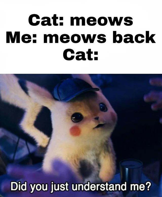 Communication meme Cat: meows, Me: meows back, Cat: Did you just understand me?